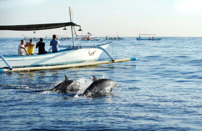 Dolphin Watching in Bohol Island Hopping Tour